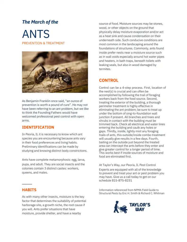 March Ant Blog Post