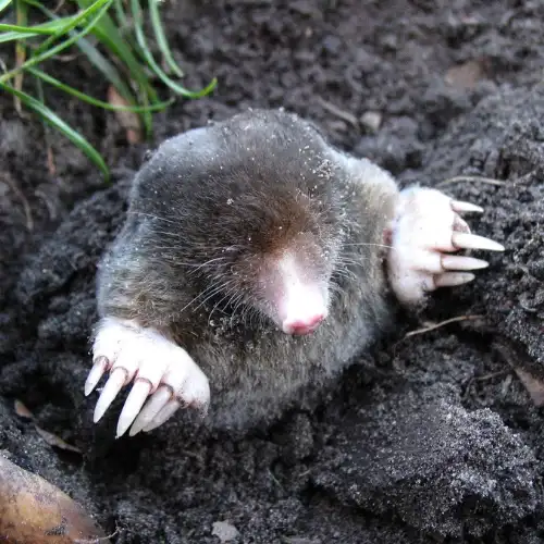 A mole emerging from the ground