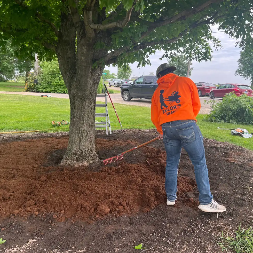 Tree mulch applied around the base of a tree