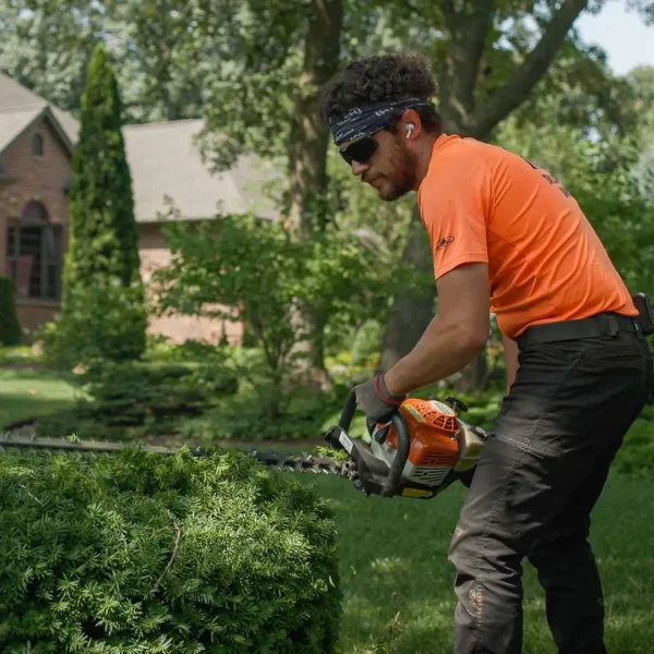 Shrub trimming by Taylor's Way