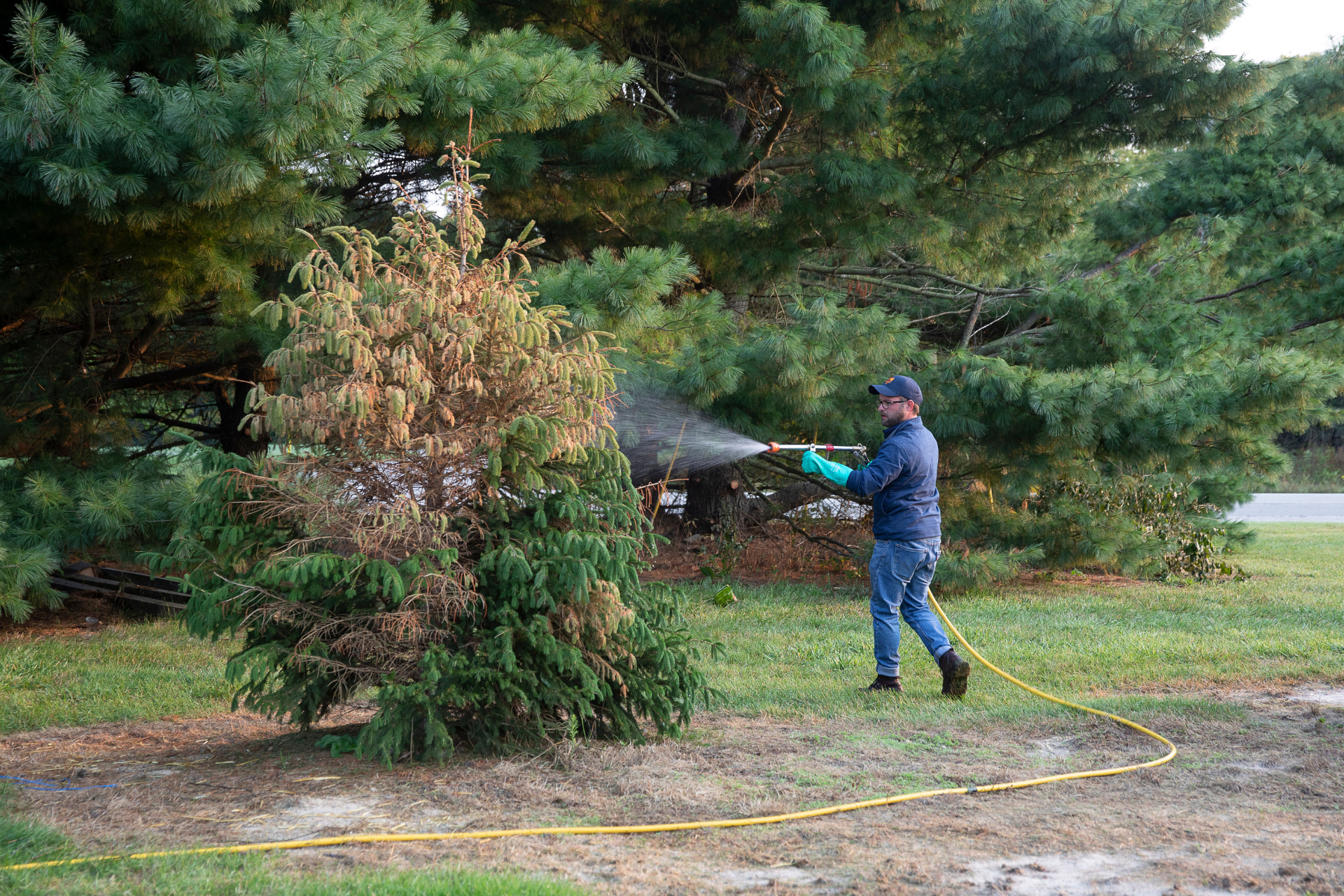 Mature tree on a Princeton IL property showing the kind of tree health and risk assessment Taylor's Way ISA-Certified Arborists perform across north-central Illinois