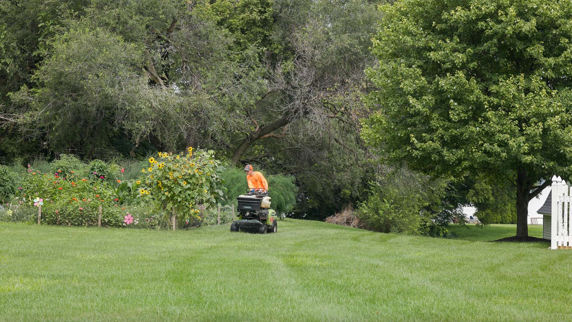 Healthy cool-season lawn at a Northern Illinois home in summer