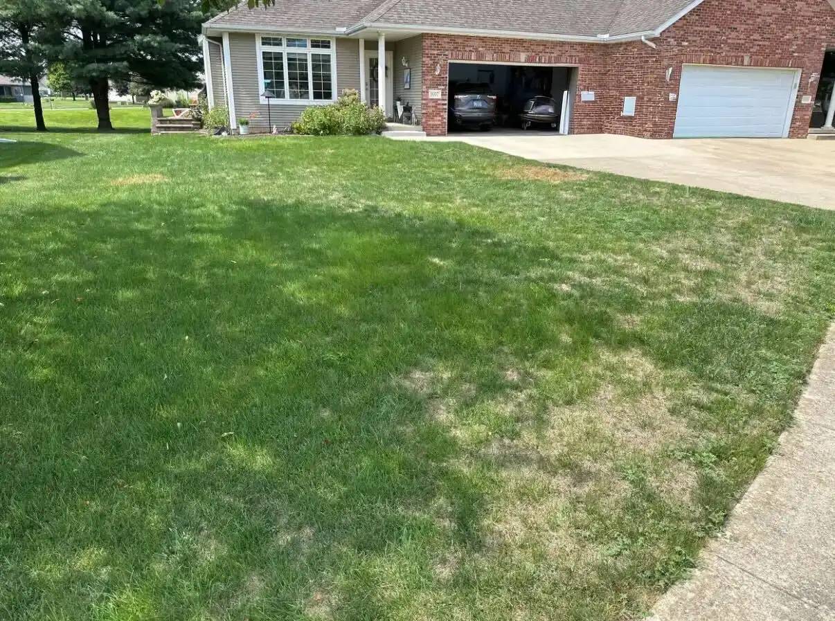 Lawn before Taylor's Way treatment