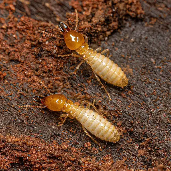 termites — pest control Taylor’s Way