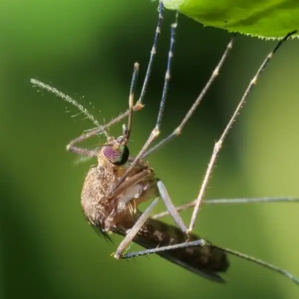 mosquito, flea, & tick — pest control Taylor’s Way