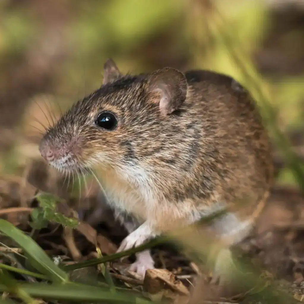 mice — pest control Taylor’s Way