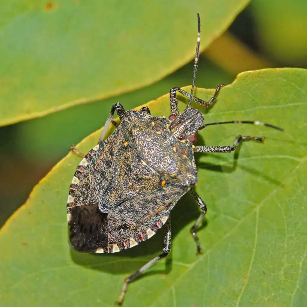 stink bugs — pest control Taylor’s Way