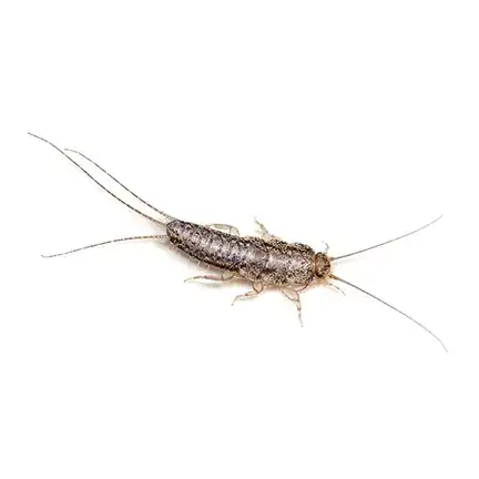 silverfish — pest control Taylor’s Way