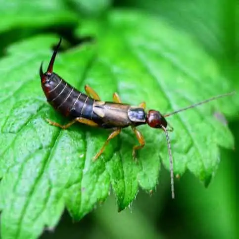 earwigs — pest control Taylor’s Way