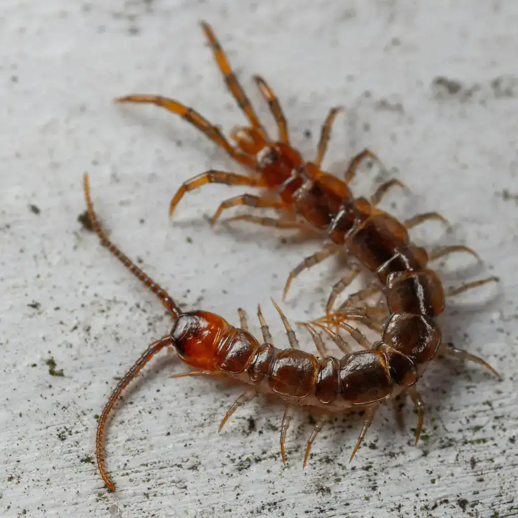 centipedes — pest control Taylor’s Way