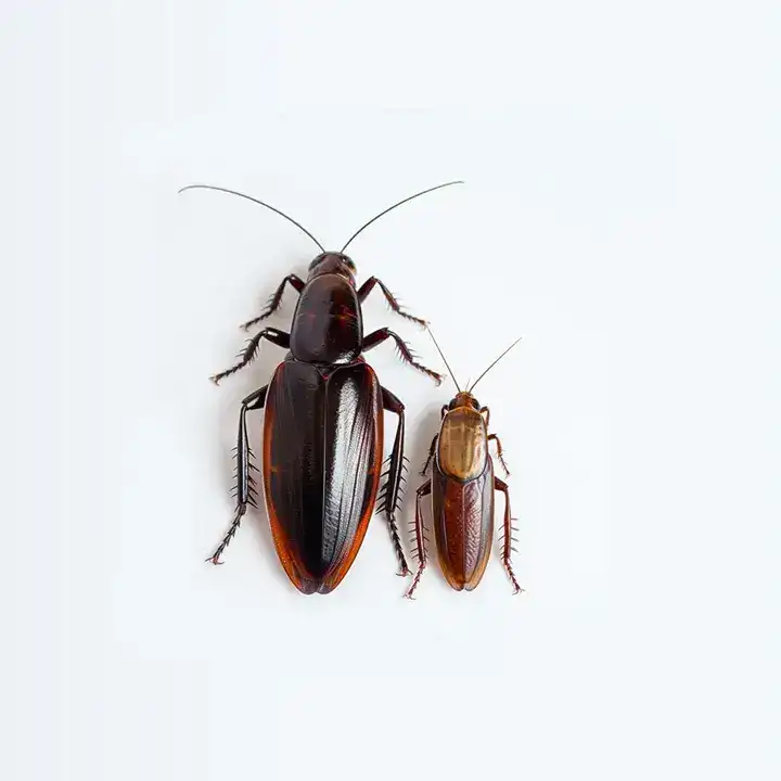 roaches — pest control Taylor’s Way