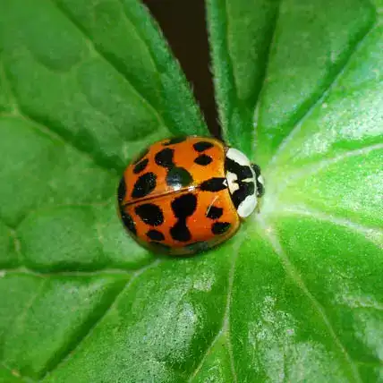 asian beetles — pest control Taylor’s Way