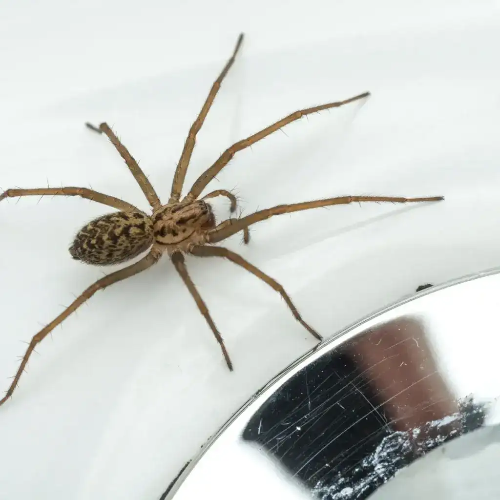spiders — pest control Taylor’s Way