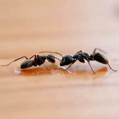 ants — pest control Taylor’s Way