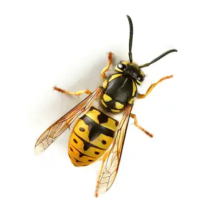 wasps & hornets — pest control Taylor’s Way