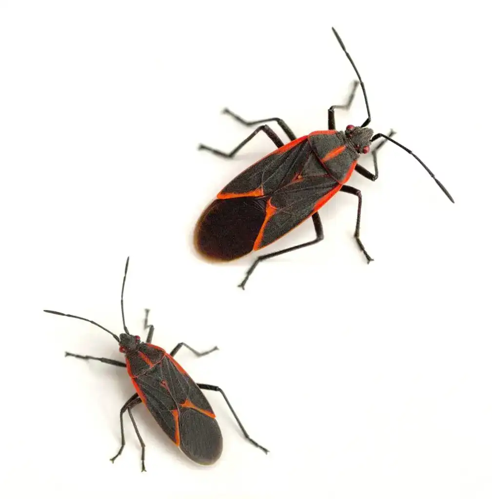 boxelder bugs — pest control Taylor’s Way