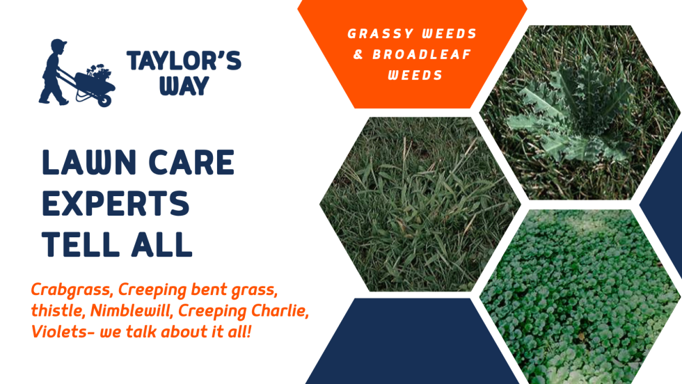 Lawn Care Blog