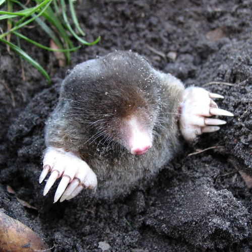 Mole Control In Lawns