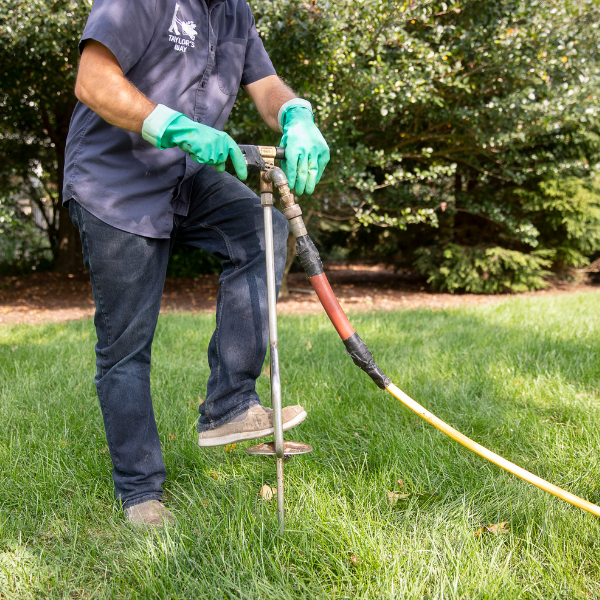 Tree Care & Arborist Consultation