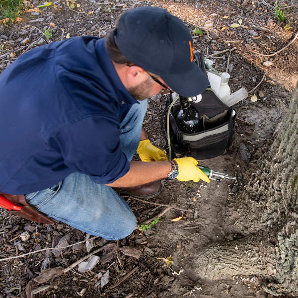 Tree Insect Diagnosis & Treatment Services