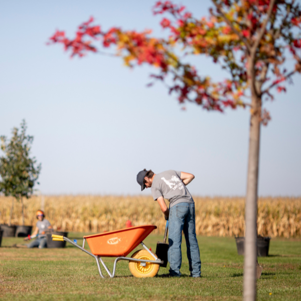 Tree & Shrub Planting Services