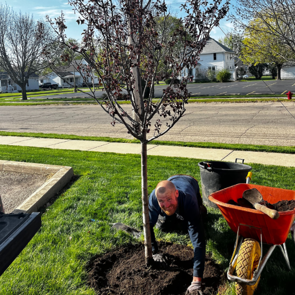 Tree Planting Service