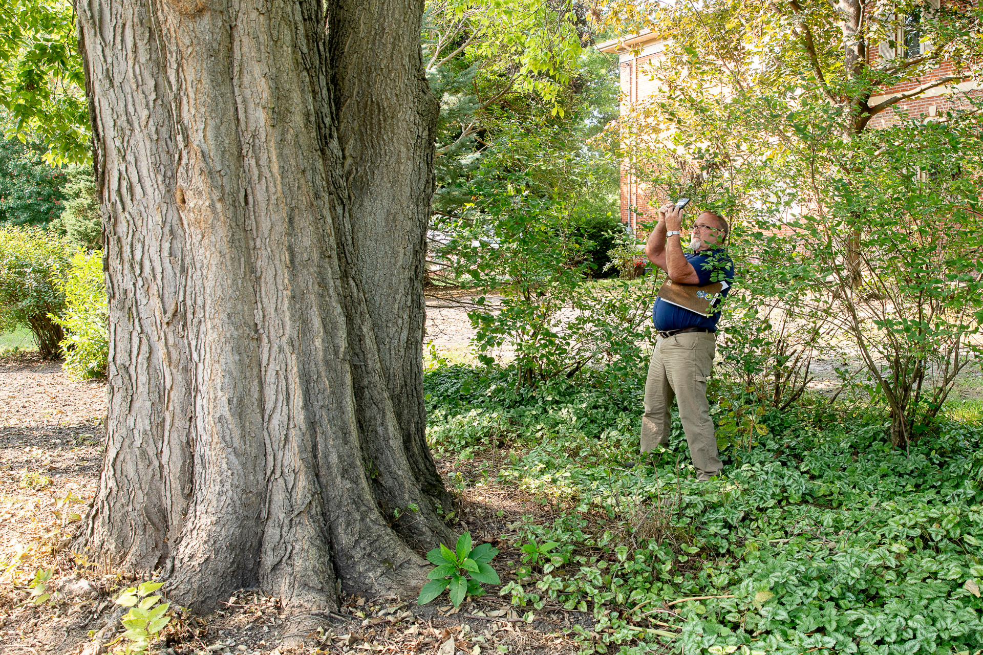 A mature tree on a Northern Illinois property cared for by Taylor's Way ISA-certified arborists