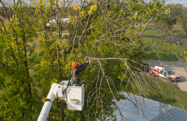 Tree Trimming Service