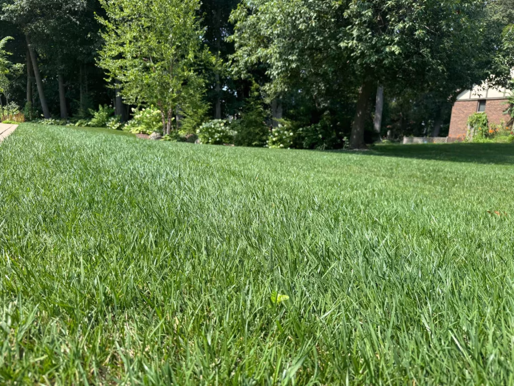 Taylor's Way Lawn Fertilization Weed Control